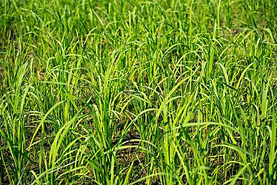 手绘风恶魔城游戏《伊娜雅：断世之光》PC 版将于 3 月 27 日发售